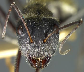 Media type: image; Entomology 9118   Aspect: head frontal view